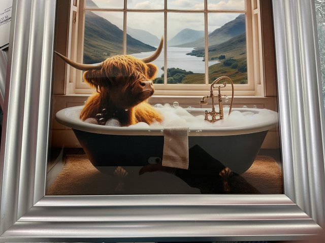 Highland Cow in tub picture